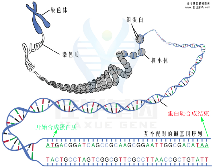 【佳學(xué)基因檢測(cè)】做特發(fā)性基底節(jié)鈣化5型基因解碼、<a href=http://m.hyjhsj.com/tk/jiema/cexujishu/2021/31933.html>基因檢測(cè)</a>的費(fèi)用是多少？