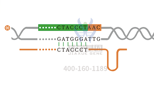 【佳學基因檢測】孟買表型基因解碼、<a href=http://m.hyjhsj.com/tk/jiema/cexujishu/2021/31933.html>基因檢測</a>的報告看得懂嗎？