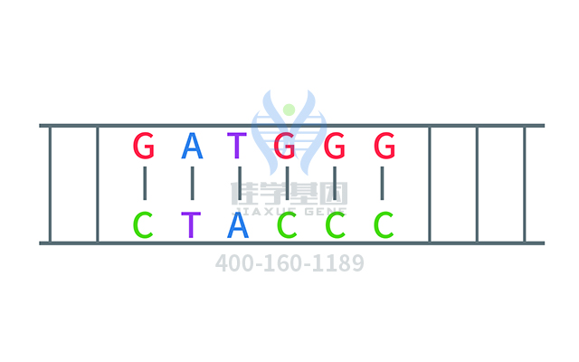 【佳學(xué)基因檢測】多尾精子和DNA過量相關(guān)的不育癥基因解碼、<a href=http://m.hyjhsj.com/tk/jiema/cexujishu/2021/31933.html>基因檢測</a>有什么用？