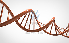 【佳學(xué)基因檢測】怎么做常染色體隱性廣泛性甲狀腺激素抵抗基因解碼、<a href=http://m.hyjhsj.com/tk/jiema/cexujishu/2021/31933.html>基因檢測</a>?