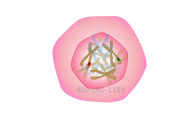 【佳學(xué)基因檢測(cè)】腦瘤-息肉綜合征2型基因解碼、<a href=http://m.hyjhsj.com/tk/jiema/cexujishu/2021/31933.html>基因檢測(cè)</a>有什么用？