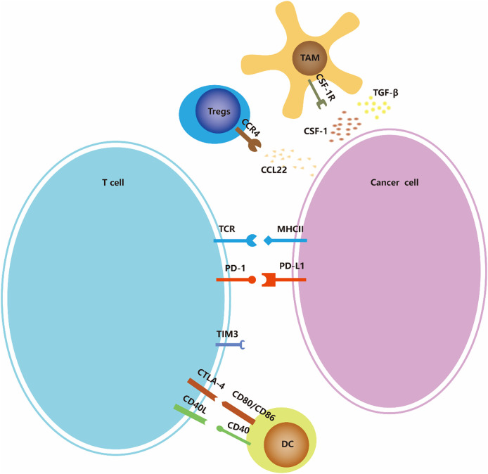 包含圖片、插圖等的外部文件。對(duì)象名稱(chēng)為 fonc-13-1103147-g002.jpg