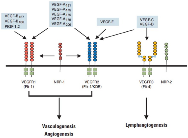 An external file that holds a picture, illustration, etc.
Object name is 10.1177_1758834016635888-fig1.jpg