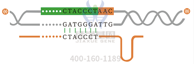 醫(yī)學博士CALM1P2基因檢測的知識結(jié)構(gòu)準備